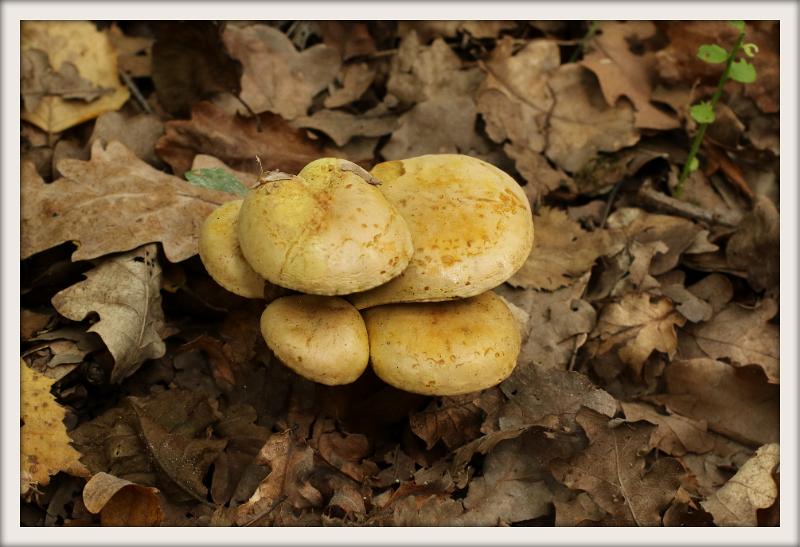 0H0A0120-001.JPG - Paddenstoelen 2019