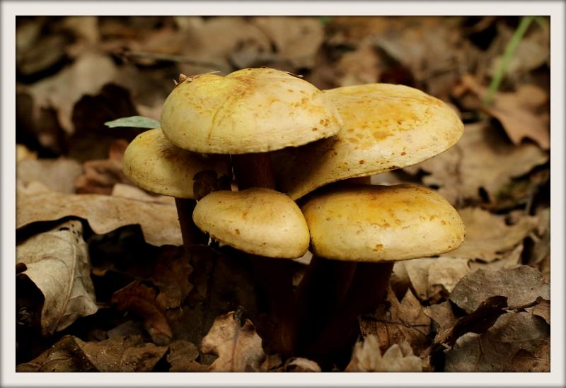 0H0A0122-002.JPG - Paddenstoelen 2019