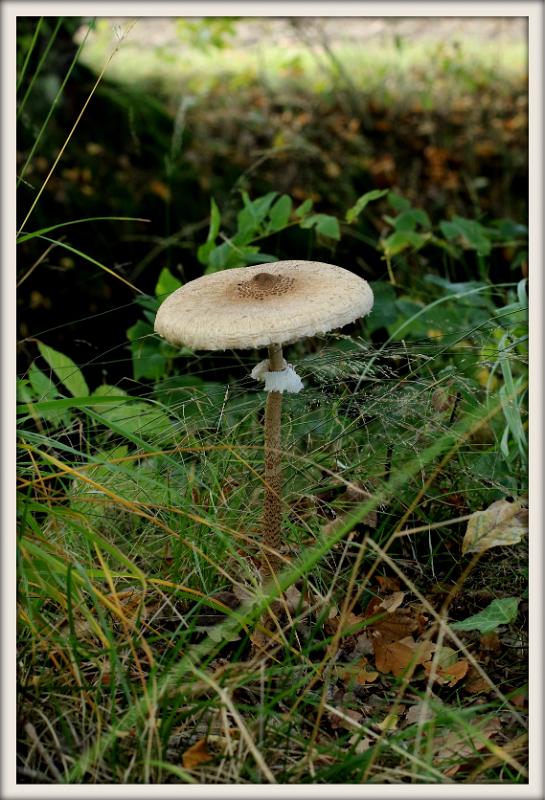 0H0A0158-002.JPG - Paddenstoelen 2019