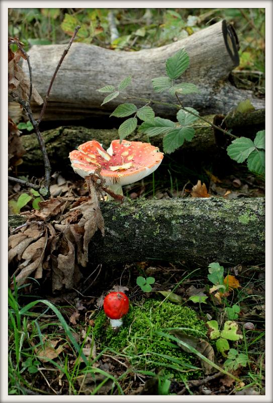 0H0A0161-001.JPG - Paddenstoelen 2019