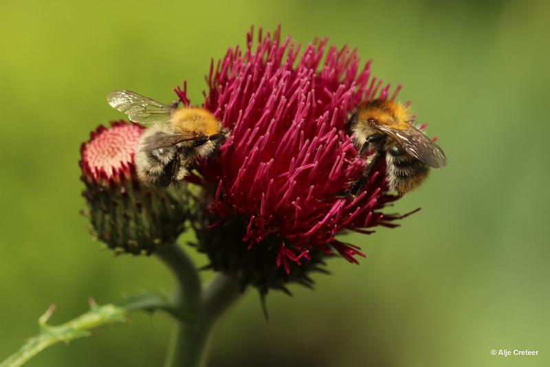 bdTuin aan de Boord dichtbij 27.JPG - Tuin aan de boord 2019