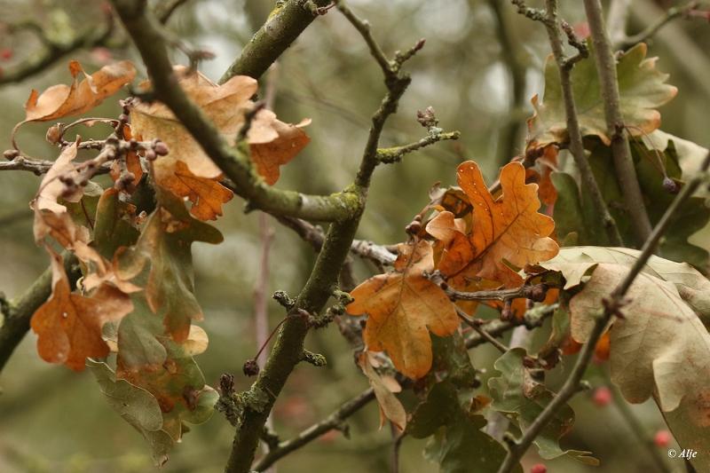 bdHerfst Immenhof 25 November  2020  06.JPG