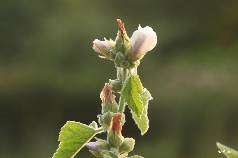 loo202116.JPG - Natuurtuin het Loo