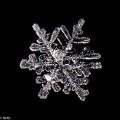 sneeuwkristal (3 van 7)