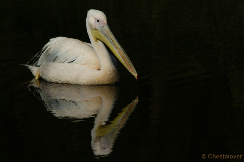 _DSC0121.JPG - Beekse Bergen