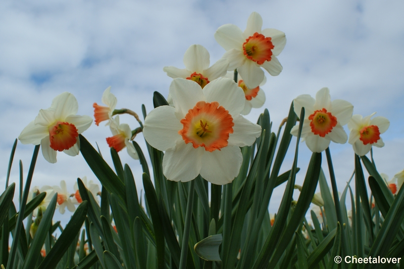 DSC00397.JPG - Keukenhof