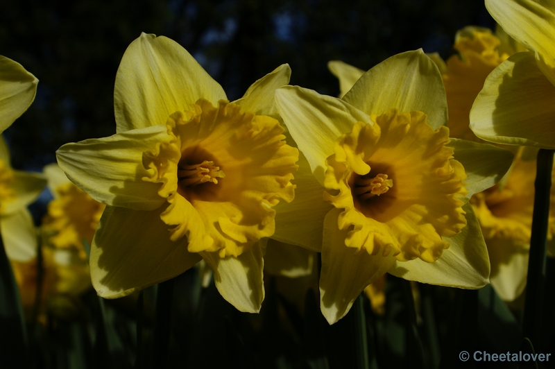 _DSC0069.JPG - Keukenhof