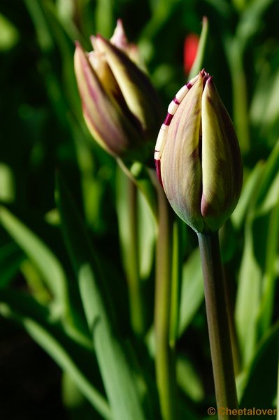 _DSC0077.JPG - Keukenhof