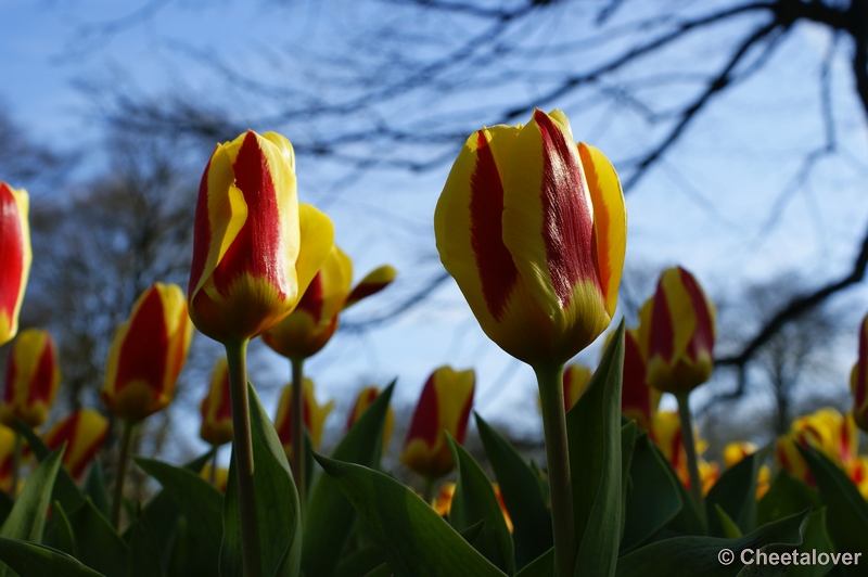 _DSC0104.JPG - Keukenhof