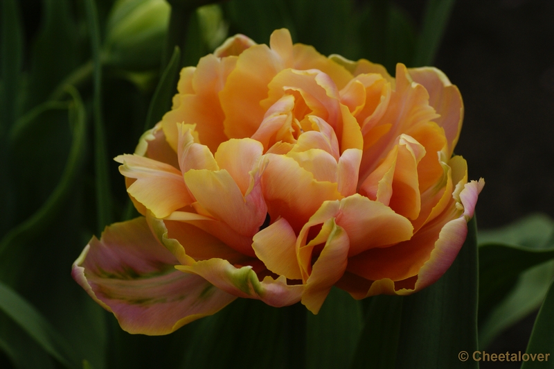 _DSC0184.JPG - Keukenhof