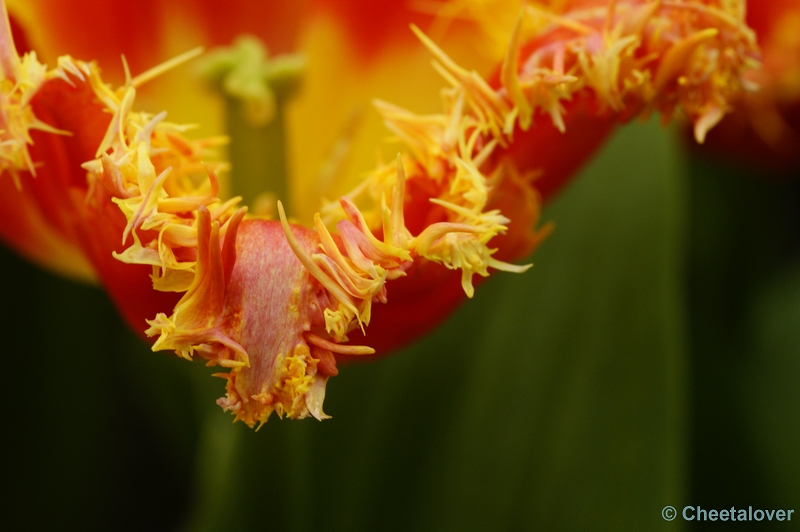 _DSC0198.JPG - Keukenhof