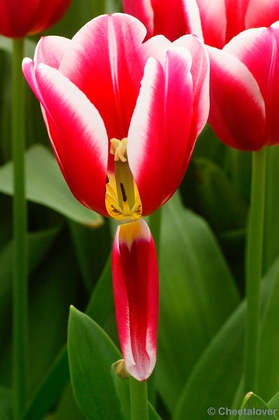 _DSC0211.JPG - Keukenhof