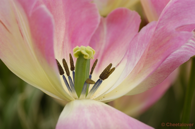 _DSC0216.JPG - Keukenhof