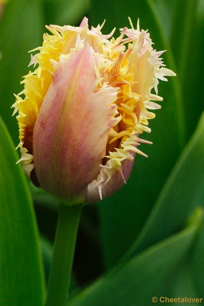 _DSC0220.JPG - Keukenhof