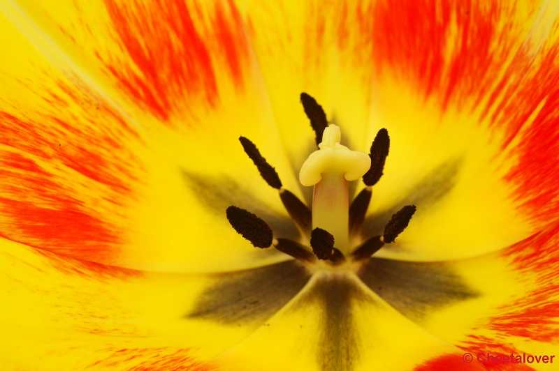 _DSC0237.JPG - Keukenhof