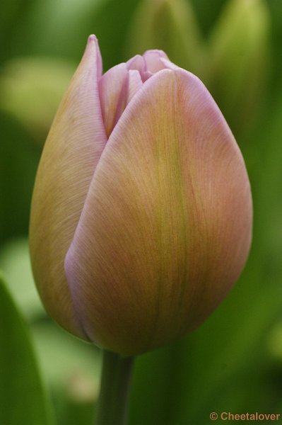 _DSC0253.JPG - Keukenhof