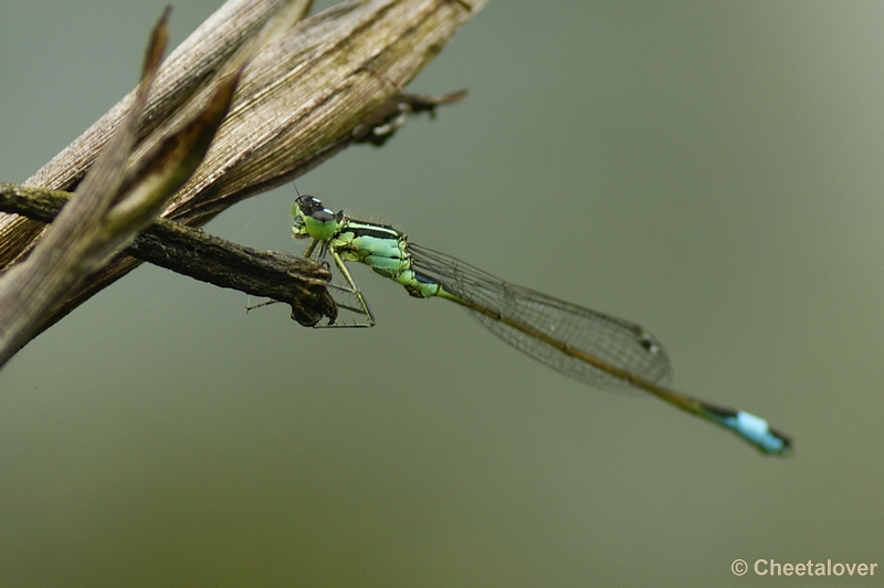 _DSC0148kopie.JPG - Arcen