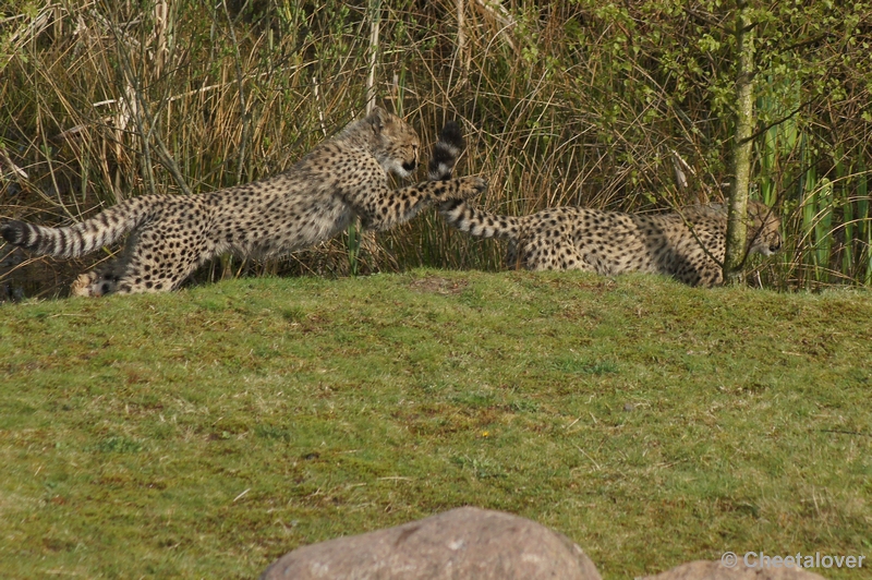 DSC04437.JPG - Safaripark Beekse Bergen Cheeta's 12 april 2012