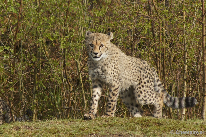 DSC04461.JPG - Safaripark Beekse Bergen Cheeta's 12 april 2012