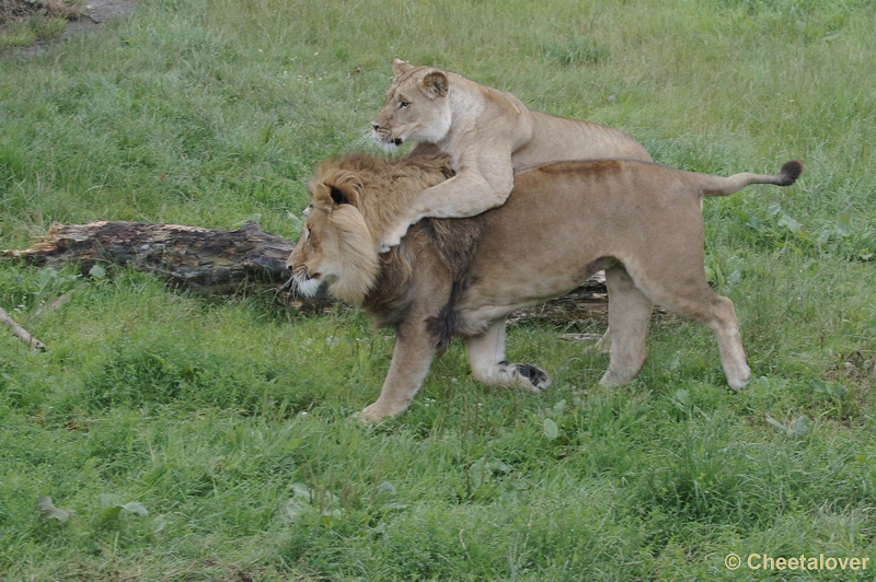 DSC03147.JPG - Olmense Zoo