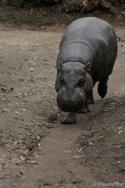 DSC02554.JPG - Zoo Parc Overloon 9 maart 2012