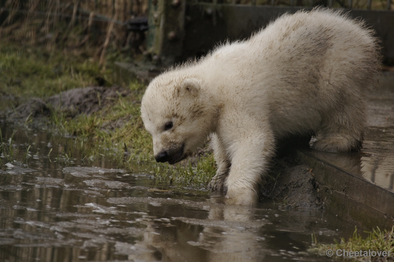 _DSC7507.JPG - Frimas, Noordje en Pixel in Dierenrijk