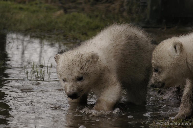 _DSC7546.JPG - Frimas, Noordje en Pixel in Dierenrijk