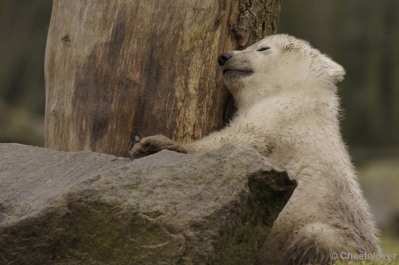 _DSC7652kopie.JPG - Frimas, Noordje en Pixel in Dierenrijk