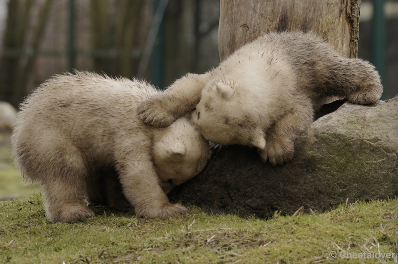 _DSC7935kopie.JPG - Frimas, Noordje en Pixel in Dierenrijk