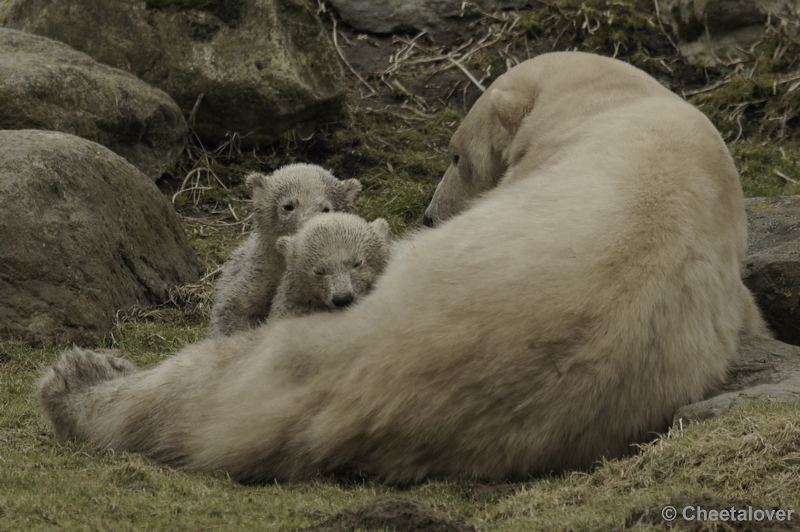 _DSC8299kopie.JPG - Frimas, Noordje en Pixel in Dierenrijk