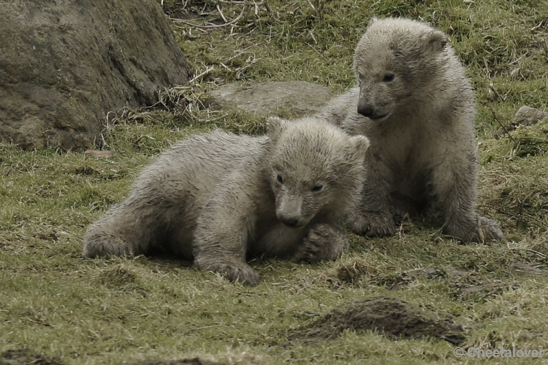 _DSC8309kopie.JPG - Frimas, Noordje en Pixel in Dierenrijk