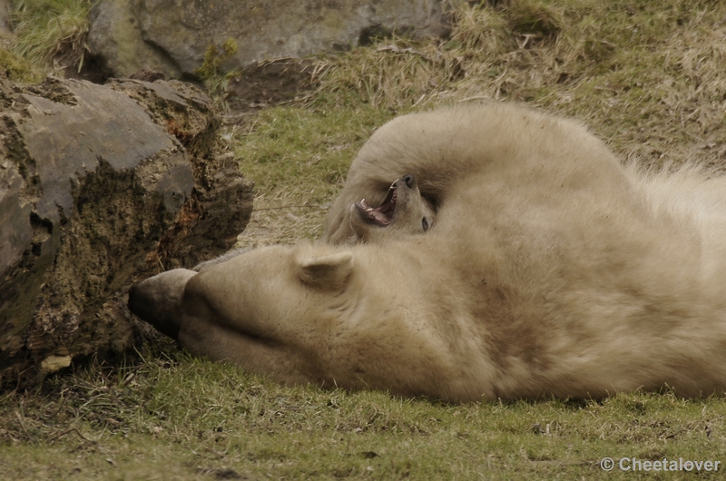 _DSC8495kopie.JPG - Frimas, Noordje en Pixel in Dierenrijk