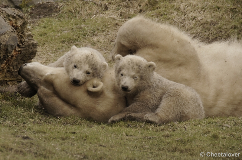 _DSC8543kopie.JPG - Frimas, Noordje en Pixel in Dierenrijk