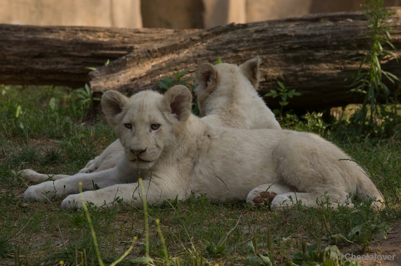 _DSC8089.JPG - Ouwehand's Dierenpark