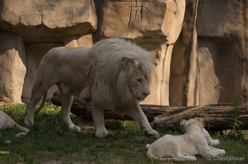 _DSC8102.JPG - Ouwehand's Dierenpark