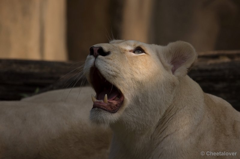 _DSC8120.JPG - Ouwehand's Dierenpark