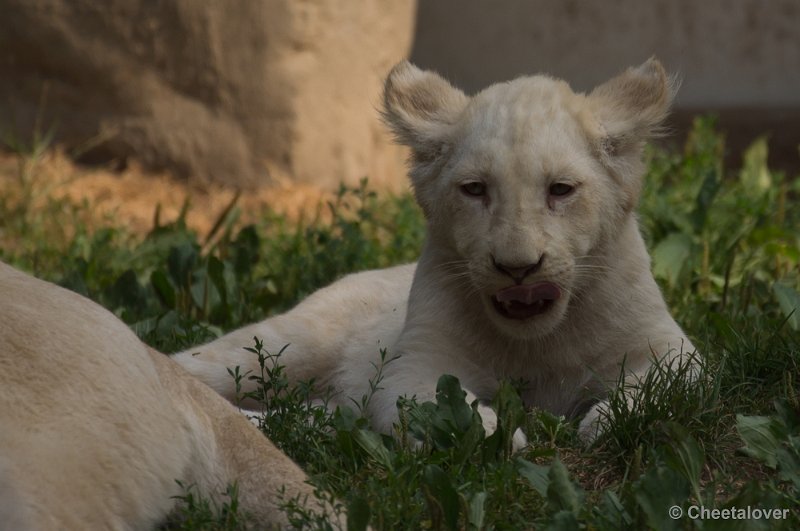 _DSC8132.JPG - Ouwehand's Dierenpark