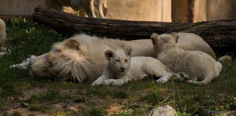 _DSC8142.JPG - Ouwehand's Dierenpark