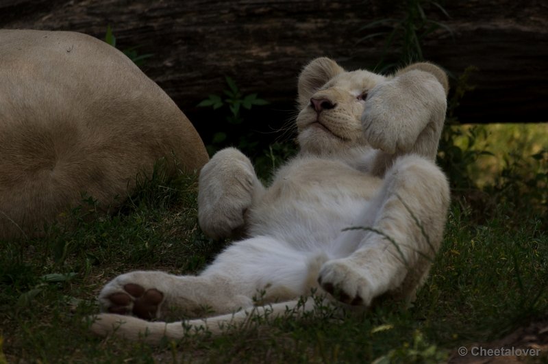 _DSC8149.JPG - Ouwehand's Dierenpark