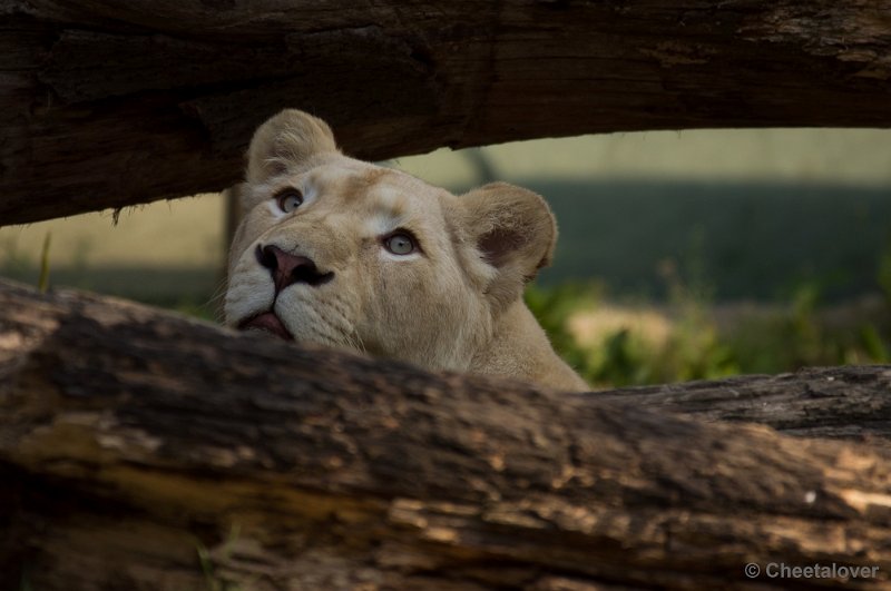 _DSC8158.JPG - Ouwehand's Dierenpark