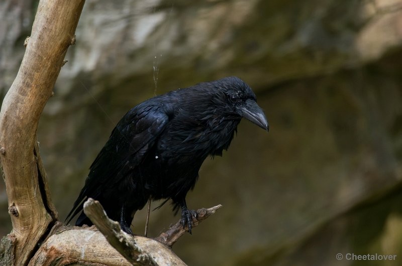 _DSC8163.JPG - Ouwehand's Dierenpark