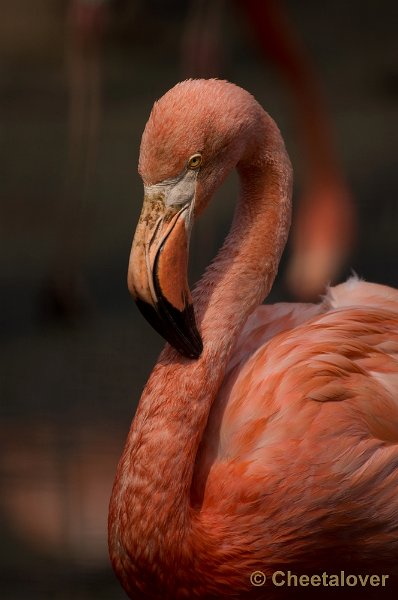 _DSC8195.JPG - Ouwehand's Dierenpark