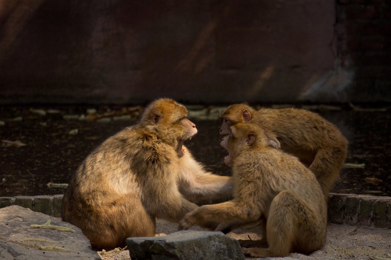 _DSC8214.JPG - Ouwehand's Dierenpark