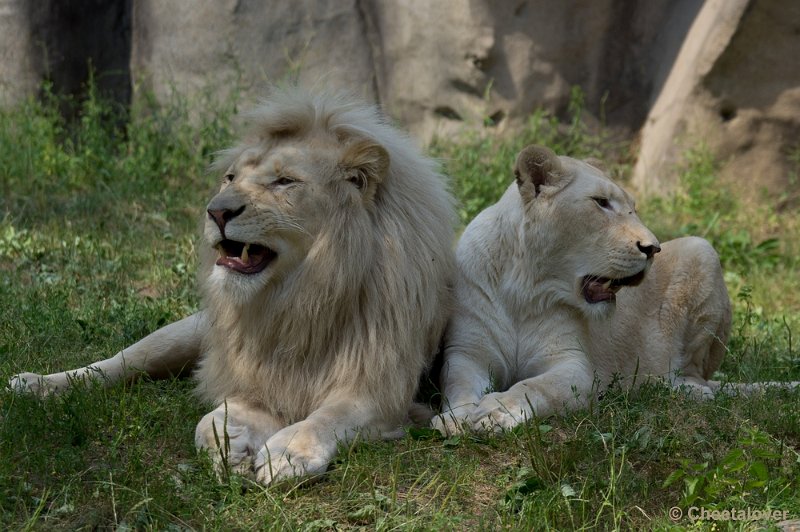 _DSC8373.JPG - Ouwehand's Dierenpark