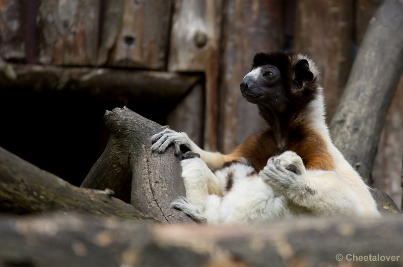 _DSC6026.JPG - Kroonsifaka met jong