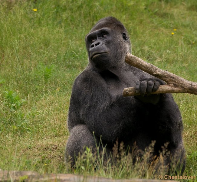 _DSC6083.JPG - Gorilla