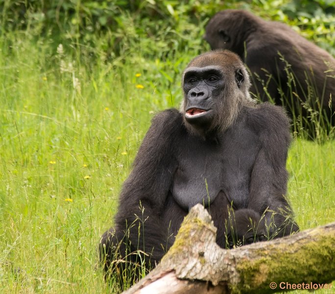 _DSC6092.JPG - Gorilla