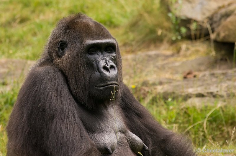 _DSC6097.JPG - Gorilla