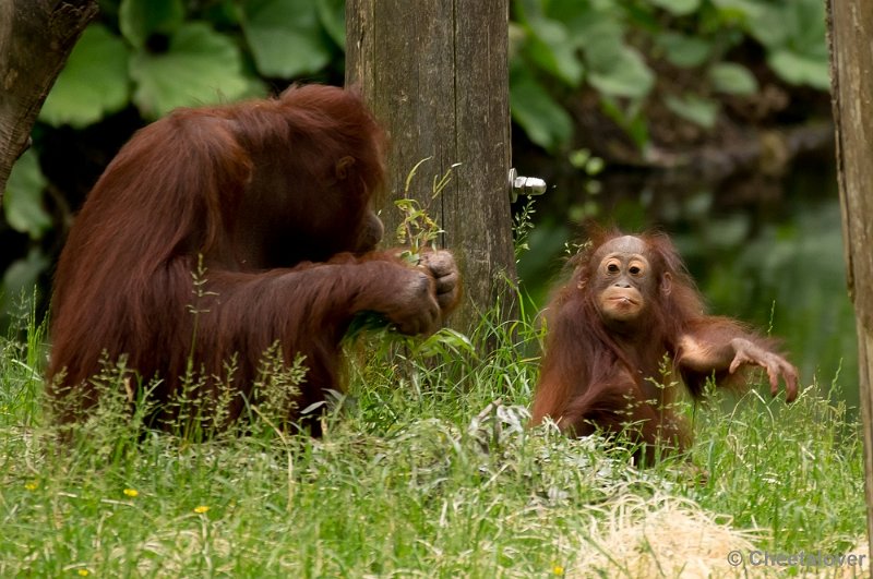 _DSC6227.JPG - Orang Oetan