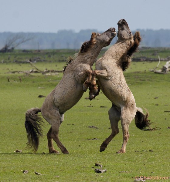 _DSC4352-2.JPG - Oostvaardersplassen